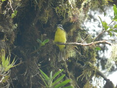 Myiodynastes hemichrysus