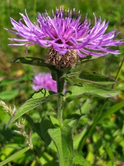 Centaurea phrygia