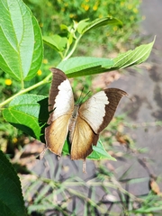 Consul electra electra