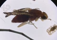 Trypetoptera canadensis