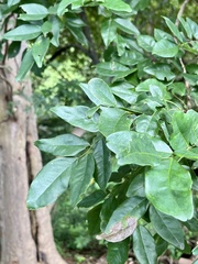 Leptolobium panamense