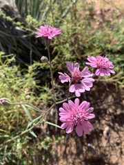 Palafoxia sphacelata