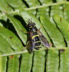 Spilomyia sayi