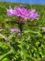 Centaurea phrygia