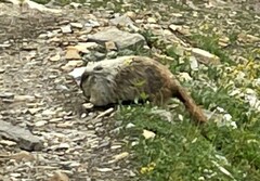 Marmota caligata