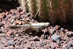 Anacridium aegyptium
