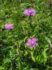 Centaurea phrygia