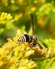 Ancistrocerus catskill