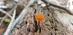 Hygrocybe cantharellus