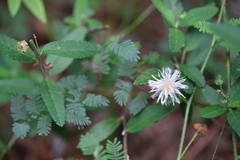 Mimosa microphylla