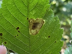 Cameraria ulmella