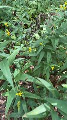 Helianthus divaricatus