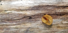 Hygrocybe cantharellus