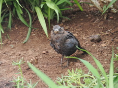 Turdus merula cabrerae