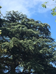 Cedrus libani