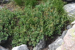 Penstemon ellipticus