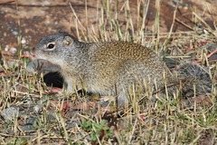 Poliocitellus franklinii