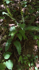 Polypodium virginianum