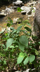 Hydrangea arborescens