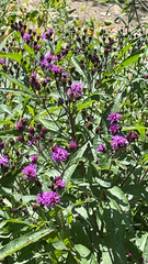 Vernonia noveboracensis