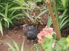 Turdus merula cabrerae