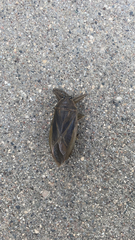 Lethocerus americanus