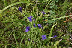 Gentianopsis barbata