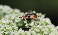 Gymnosoma