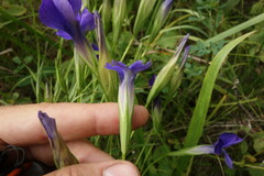 Gentianopsis barbata