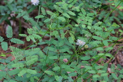 Mimosa microphylla