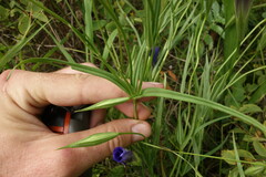 Gentianopsis barbata