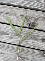 Panicum repens