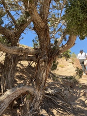 Juniperus osteosperma