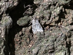 Eudonia heterosalis