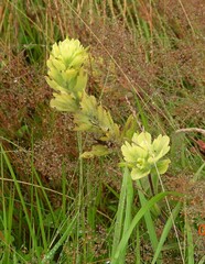 Castilleja unalaschcensis