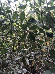 Laguncularia racemosa