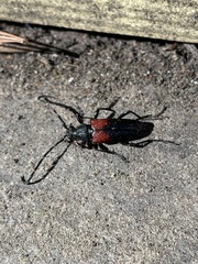 Stictoleptura canadensis