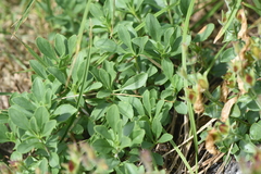 Penstemon ellipticus