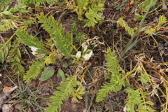 Astragalus garbancillo