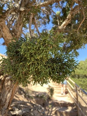 Juniperus osteosperma