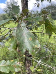 Quercus margaretiae
