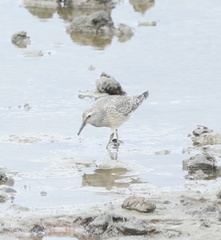 Calidris canutus