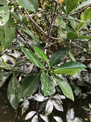 Laguncularia racemosa