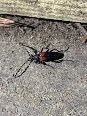 Stictoleptura canadensis