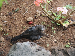 Turdus merula cabrerae