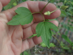 Clematis ligusticifolia