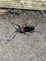 Stictoleptura canadensis