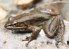 Lithobates maculatus