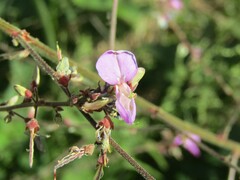 Desmodium viridiflorum