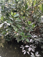 Laguncularia racemosa